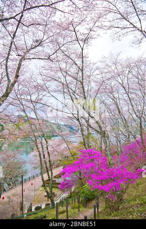 Sakura voller Blüte in Enakyosazanami Park, Präfektur Gifu, Japan Stockfoto