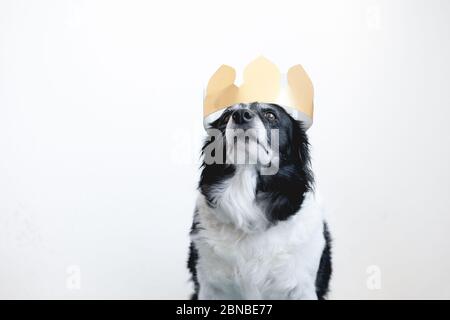 Niedliche schwarz-weiße Bordüre Collie. Hund mit goldener Papierkrone auf dem Kopf. Stockfoto