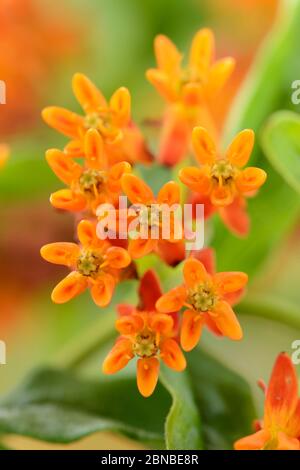 Asclepias Schmetterlingsblume Juli Stockfoto