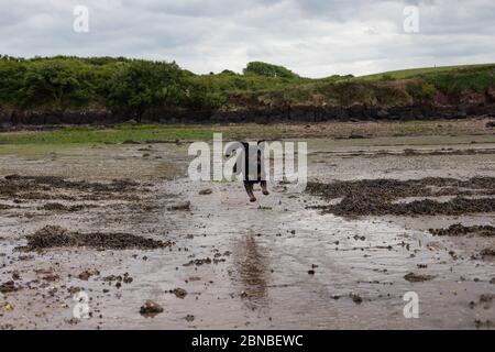 Rottweiler läuft am Strand Stockfoto