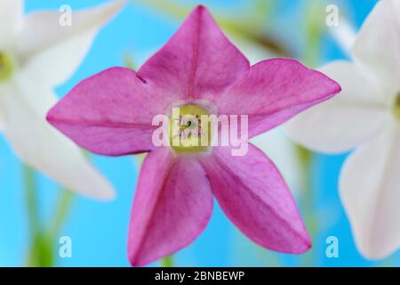 Nicotiana x Sanderae 'Sensation Mixed' Blühender Tabak Juli Stockfoto