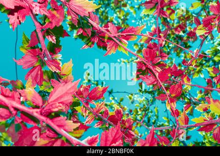 Kreative bunte Layout von exotischen Pflanzen auf blauem Himmel Hintergrund. Hintergrund, Banner, Naturkonzept Stockfoto