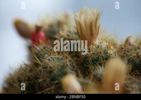 Texas Brustwarze Kaktus Blumen Nahaufnahme. Pincusshion Kaktus Mammillaria Blume und Pflanze. Marienkäfer Kaktus. Stockfoto