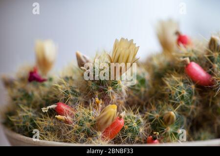 Gelbe Blume und rote Früchte der Mammillaria elongata. Marienkäfer Kaktus. Nahaufnahme eines kleinen Kaktus in einem Topf mit Blumen. Mammillaria proliferat. Stockfoto