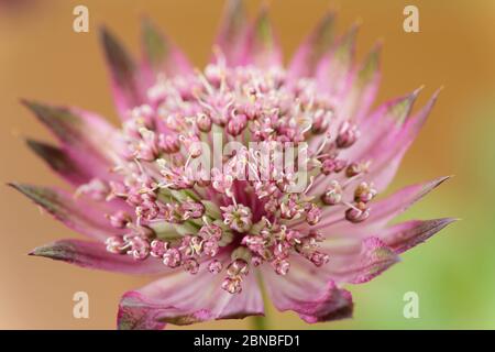 Astratia Major Großmeisterwort Juli Stockfoto