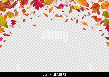 Herbst fallende Blätter. Herbstliches Waldlaub fällt. Vektorgrafik isoliert auf weißem Hintergrund. Verwelken Blatt Hintergrund, Laub Banner mit Platz Stock Vektor