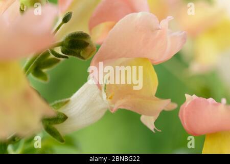 Antirhinum majus 'Pfirsiche und Sahne' Snapdragon August Stockfoto