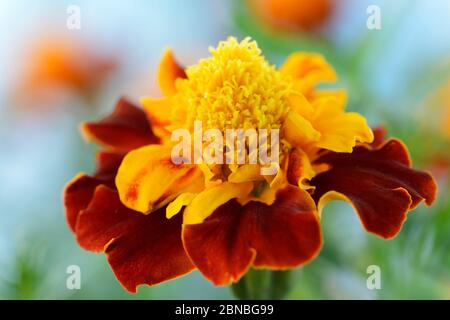 Tagetes patula Zwerg Französisch Ringelblume August Stockfoto