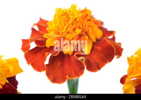 Tagetes patula Zwerg Französische Ringelblume Kompositbild August Stockfoto