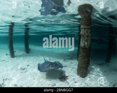 Stingray schwimmt unter dem Steg, Bahamas. Stockfoto