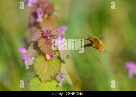 Eine selektive Fokusaufnahme einer Honigbiene, die in der Nähe der kleinen Blumen in einem Garten fliegt Stockfoto