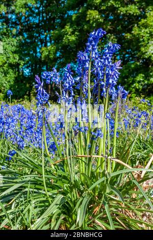 Ein Spaziergang zwischen den Bluebells. Scilla non-scripta (Liliaceae) in Everton Stubbs, einem alten Wald, der vom Woodland Trust mit Lockd verwaltet wird Stockfoto