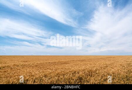 Ernte Weizenplantage und die goldfarbenen Ähren warten auf die Ernte mit blauen Himmel und Wolken auf dem Hintergrund Stockfoto