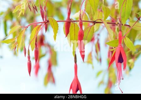 Fuchsia Stockfoto