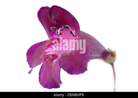 Penstemon 'Pensham Plum Jerkum' Bartzunge August Stockfoto