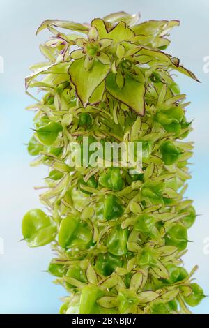 Eucomis bicolor AGM zweifarbige Ananas Lilie Seed Heads September Stockfoto