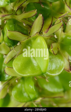 Eucomis bicolor AGM zweifarbige Ananas Lilie Seed Heads September Stockfoto