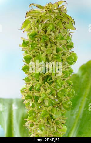 Eucomis bicolor AGM zweifarbige Ananas Lilie Seed Heads September Stockfoto