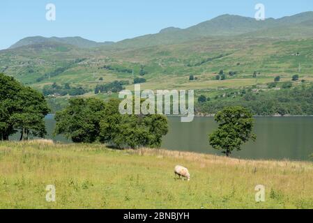 Schafe, Ovis Aries, grasen vor Loch Tay, Trossachs, Perthshire, Schottland, Großbritannien Stockfoto