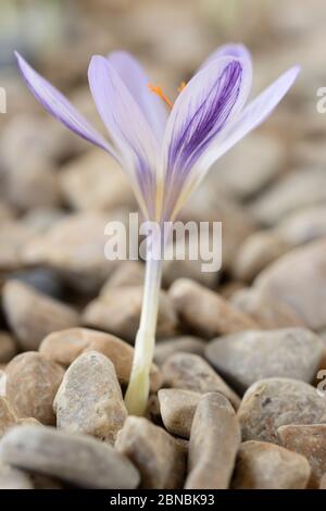 Crocus cancellatus Unterart cancellatus wächst durch Kies Herbstblühende Krokus September Stockfoto