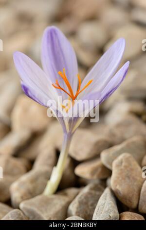 Crocus cancellatus Unterart cancellatus wächst durch Kies Herbstblühende Krokus September Stockfoto