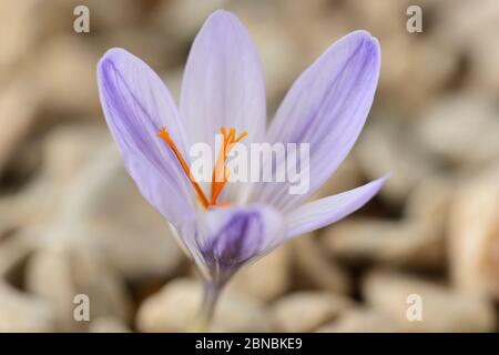Crocus cancellatus Unterart cancellatus wächst durch Kies Herbstblühende Krokus September Stockfoto