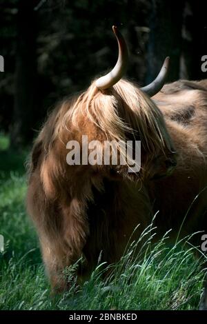 Brown Highland Cow, Bos Taurus, auf dem Anwesen von Glengorm Castle, in der Nähe von Tobermory, Isle of Mull, Schottland, Großbritannien Stockfoto