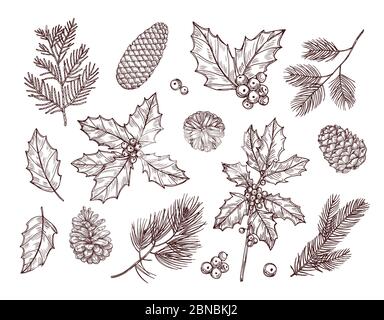 Weihnachtspflanzen. Skizzieren Sie Tannenzweige, Tannenzapfen und Stechpalmblätter mit Beeren. Weihnachten Winter botanischen Vintage Hand gezeichnet Set. Zweig mit Kiefer Skizze, Dekoration Baum Illustration Stock Vektor