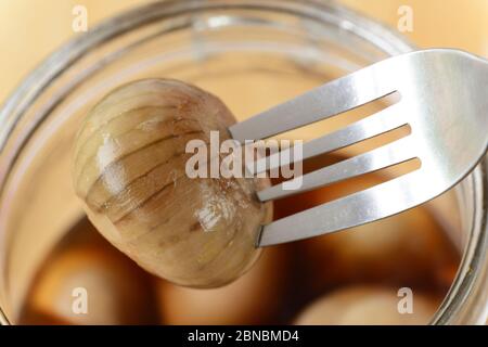 Allium cepa (Aggregatum Group) 'Red Sun' Schalotten eingelegte Schalotte Stockfoto