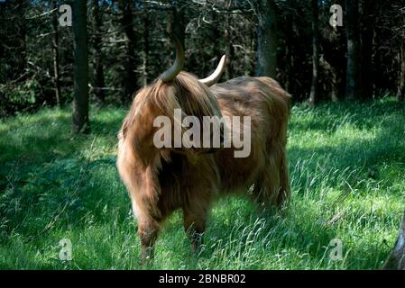 Brown Highland Cow, Bos Taurus, auf dem Anwesen von Glengorm Castle, in der Nähe von Tobermory, Isle of Mull, Schottland, Großbritannien Stockfoto