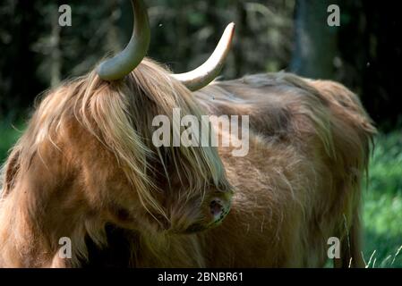 Brown Highland Cow, Bos Taurus, auf dem Anwesen von Glengorm Castle, in der Nähe von Tobermory, Isle of Mull, Schottland, Großbritannien Stockfoto