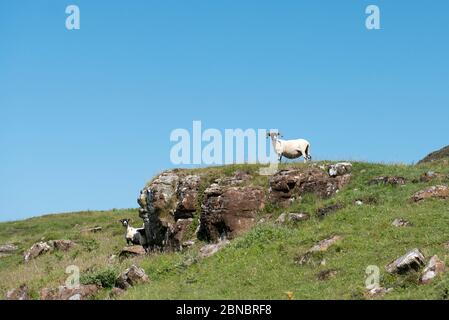 Paar Schafe, Ovis Aries, auf einem Hügel, Schloss Glengorm, in der Nähe von Tobermory, Isle of Mull, Schottland, Großbritannien Stockfoto