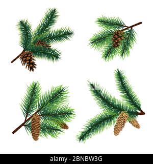 Tannenzweig. tannenzweig mit Zapfen. Kiefer Weihnachten Vektor Dekoration. Abbildung der Tannenzapfen Dekor, Tannennadel Stock Vektor