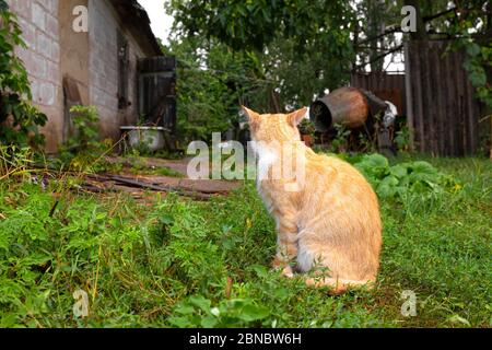 Rote Katze im Hof des Hauses im Dorf. Rote Katze Spaziergänge Sommer im Freien. Stockfoto