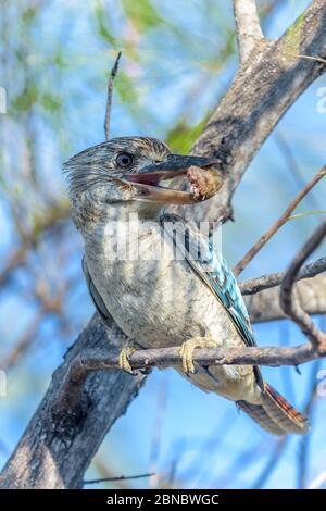 Der blaugeflügelte Kookaburra, der größte Eisvogel, thront in einem Baum in Townsville, Queensland, in der Nachmittagssonne mit einem leckeren Bissen im Schnabel. Stockfoto