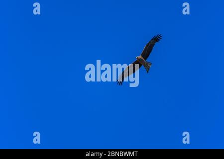 Gabeltaildrachen oder Schwarzer Drachen gleitet mühelos in einem Thermallift und sucht in einem wolkenlosen blauen Himmel in North Queensland nach Beute. Stockfoto