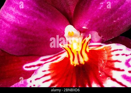 Makroansicht des Pollen und der Stigmatisierung einer purpurnen Blüte der Stiefmütterchidee (lat.: Miltoniopsis Hybrid) mit Wassertropfen auf Schwarz isoliert. Stockfoto