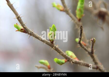 Ein brauner Zweig des Busches mit anschwellenden Knospen. Junge grüne Knospen. Kleine blühende Blätter auf einem Baum. Stockfoto