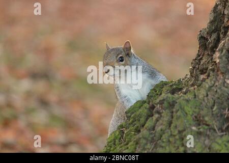 Graues Eichhörnchen, das an einem herbstlichen Tag um einen Baumstamm schält. Sciurus carolinensis. Stockfoto