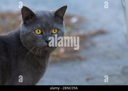 Britische Kurzhaarkatze, Hauskatze, kastrierte Katze im Freien. Stockfoto