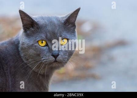 Britische Kurzhaarkatze, Hauskatze, kastrierte Katze im Freien. Stockfoto