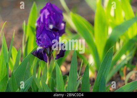 Im Garten blüht eine hübsche violette Iris. Stockfoto