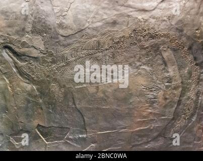 Fossilisiert Besanosaurus leptorhynchus ein Dinosaurier-Fossil bleibt in Stein mit Details des Skeletts mit Schädel und Knochen in der Naturkundemusie Stockfoto