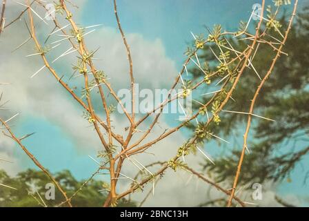 Vachellia tortilis, weithin bekannt als Acacia tortilis, aber jetzt der Gattung Vachellia zugeschrieben,[3] ist der Schirm-Dorn-Akazie, auch bekannt als Regenschirm Stockfoto