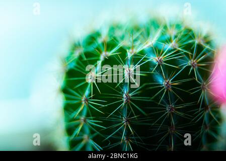 Grüner Mondkaktus mit Magenta, rosa Blüten und Knospe. Makroansicht. Gepfropfter Kaktus oder Gymnocalycium mihanovichii mit magentafarbenen Blüten auf der Oberseite. Stockfoto