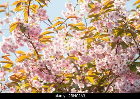 Kirschblüte rosa Blüten Hintergrund Stockfoto