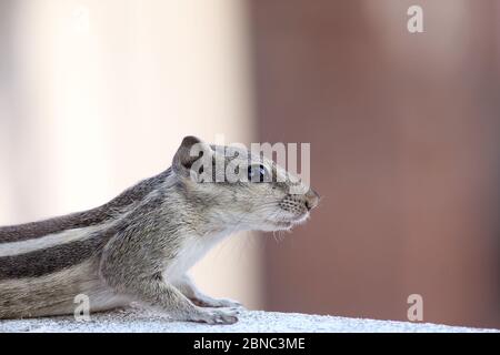 Seitenporträt von Eichhörnchen, Eichhörnchen sind Mitglieder der Familie Sciuridae, Erdhörnchen, Streifenhörnchen, Murmeltiere, fliegende Eichhörnchen an der Wand, selektiv fo Stockfoto