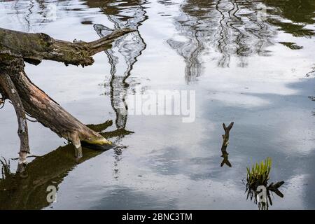 Der trockene Stamm eines alten Baumes, der über die Spiegelfläche des Wassers gebogen ist. Stockfoto