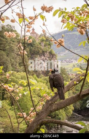 Stadt Meran im Frühling. Blick auf die Ruinen der mittelalterlichen Burg Zenoburg auf einem Hügel im Hintergrund eine Amsel, Meran, Trentino-Südtirol, so Stockfoto