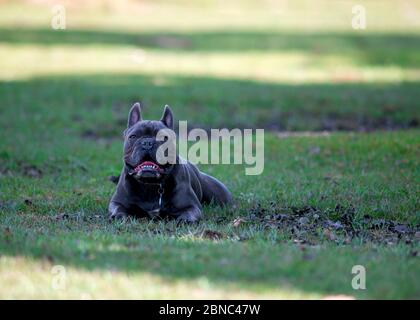 Süße blaue französische Bulldogge atmet während liegend und ruhen auf grünem Rasen im Park Stockfoto